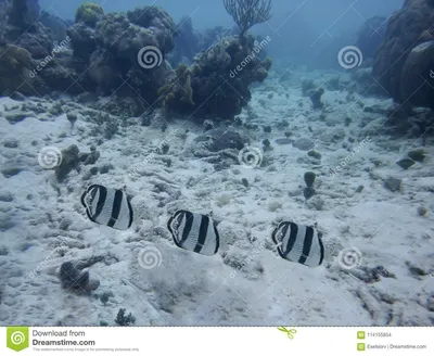 Подводный мир карибского моря, рыбы бабочки Стоковое Фото - изображение  насчитывающей ð¼ð°ñ€ð¸ð½ð°, ð¼ð¸ð»o: 114155854