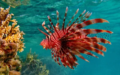 Океанологи обнаружили странных рыб в коралловых рифах - | Диалог.UA
