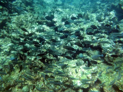 Рыбы карибского моря - 69 фото