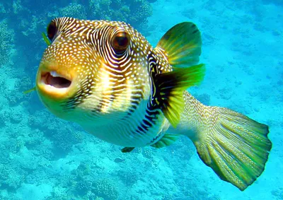 Рыбы Карибского моря - 33 фото: смотреть онлайн