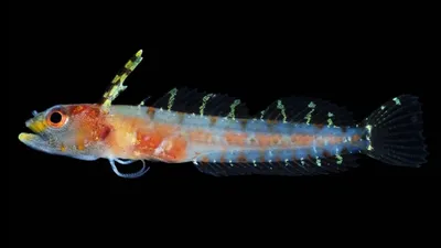 Биологи открыли 30 неизвестных видов рыб в \"сумеречной зоне\" Карибского моря