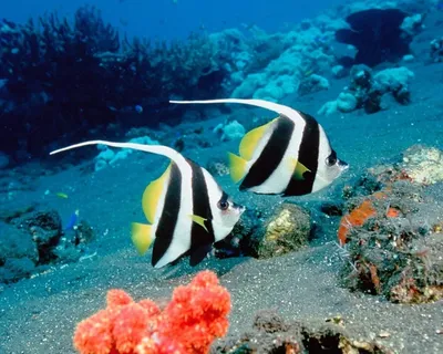 Рыбы Карибского моря (30 фото)