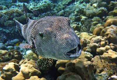 Triggerfish Пикассо (aculeatus Rhinecanthus) на коралловом рифе - Красном  Море - рыбы Красного Моря Стоковое Фото - изображение насчитывающей  напольно, защищено: 71518660