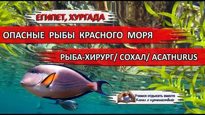 Барракуда: Красное море в крови. И все из-за этой рыбы