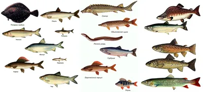 Рыбы сибири и дальнего востока и названия фото