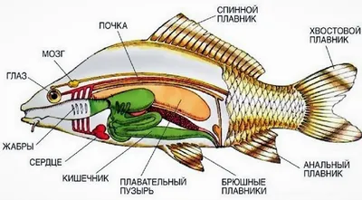 Рыбы красного моря: описание с названиями и фото, ядовитые