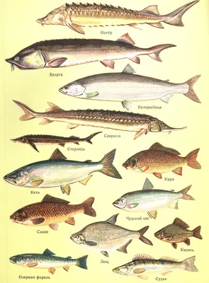 Общие сведения о рыбе и рыбных продуктах. Рыба. Кулинарная Энциклопедия.  Рецептуры предприятий общественного питания