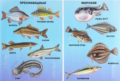 Рыбы с названиями фото