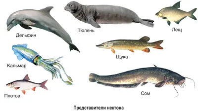 10. Адаптации организмов к жизни в воде. Экологические группы водных  животных