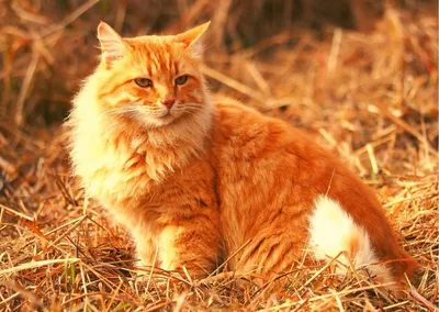 День апельсиновых котов. \"Ах, эти рыжие коты невероятной красоты\": факты о  рыжиках и 15 фото для солнечного настроения😸🌞 | Котоварня|Мир, в котором  я живу | Дзен