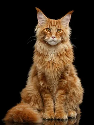 Рыжие коты: фото, внешний вид, особенности, поведение | Кошки | Постила