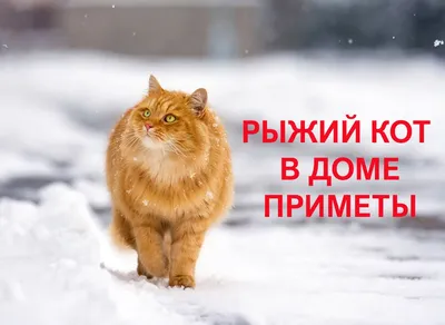 Рыжий кот в доме приметы и суеверия | поверья, рыжая кошка с зелеными  глазами - характер, к чему перебежал дорогу