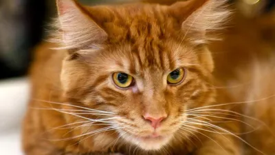 Рыжие кошки: как цвет шерсти влияет на характер животного?