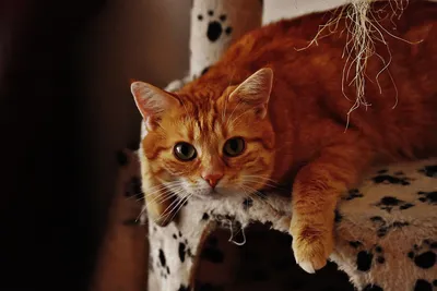 Наглая морда: рыжие коты в любимых фильмах