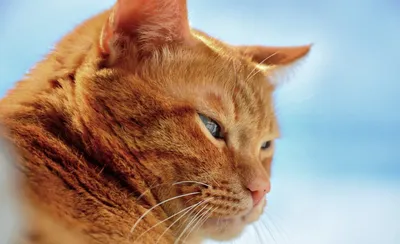 Рыжие породы кошек: самые популярные породы кошек с рыжим окрасом - фото