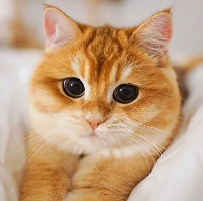 Рыжие коты породистые - 54 фото: смотреть онлайн