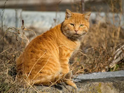 Дворовые рыжие коты - 46 фото