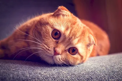 Вислоухие коты рыжие (58 лучших фото)