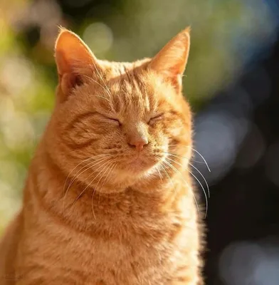 Наглый рыжий кот - 48 фото