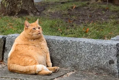 Толстые рыжие коты - 70 фото