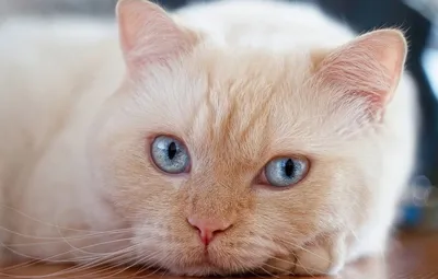 Рыжий кот с голубыми глазами | Смотреть 39 фото бесплатно