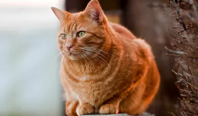 Рыжие коты породистые | Смотреть 32 фото бесплатно