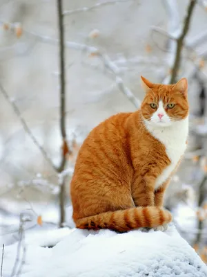 Большой рыжий кот (38 лучших фото)