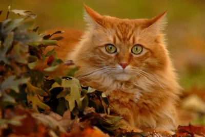 Красивый рыжий кот - 53 фото