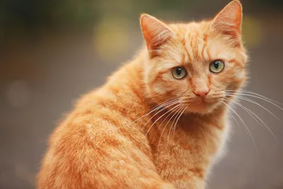 Картинки рыжих котов (51 фото) - 51 фото