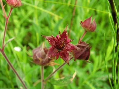 Comarum palustre