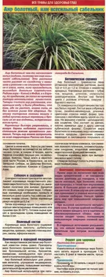 Аир болотный или всесильный сабельник | Лекарственные растения, Целебные  травы, Траволечение