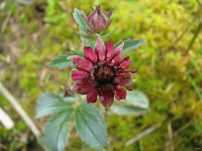 Comarum palustre