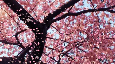 Живые обои природа - Cherry Blossom