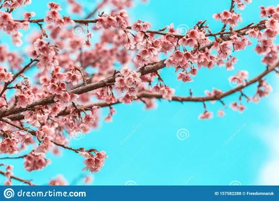 Cherry blossom wallpaper APK for Android Download