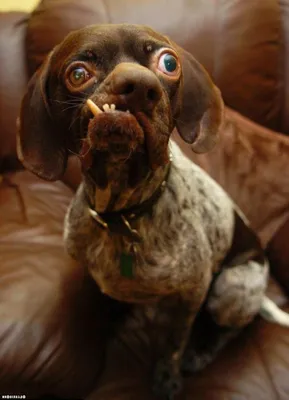 Самая страшная собака в мире фото