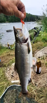 Рыбалка на Горбушу