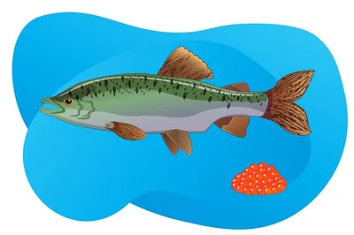 Самка горбуши в воде икра красной рыбы векторная иллюстрация | Премиум  векторы