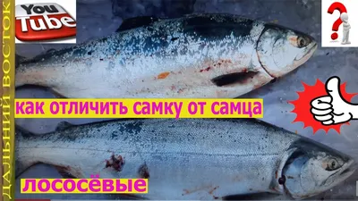 рыбалка на горбушу,как отличить самку от самца лосося - YouTube