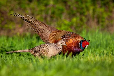 Обыкновенный фазан (Phasianus colchicus) (обновлено!) \u003e Блог Павла Аксенова  \u003e 29 Пальм - Клуб путешествий Павла Аксенова