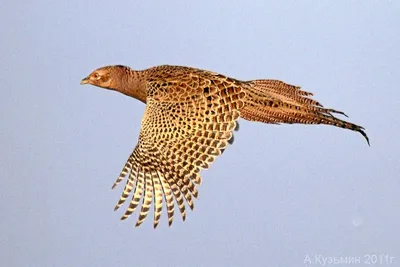 Фазан (Phasianus colchicus) Common Pheasant - Фазановые (Phasianidae) -  Курообразные Galliformes - Классификатор птиц Таганрога и Неклиновского  района - Птицы Ростовской обл.В основе-Птицы Таганрога/Некл.р-на