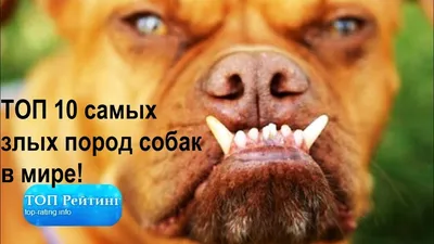 Самые злые собаки ТОП 10 самых злых пород собак в мире - YouTube