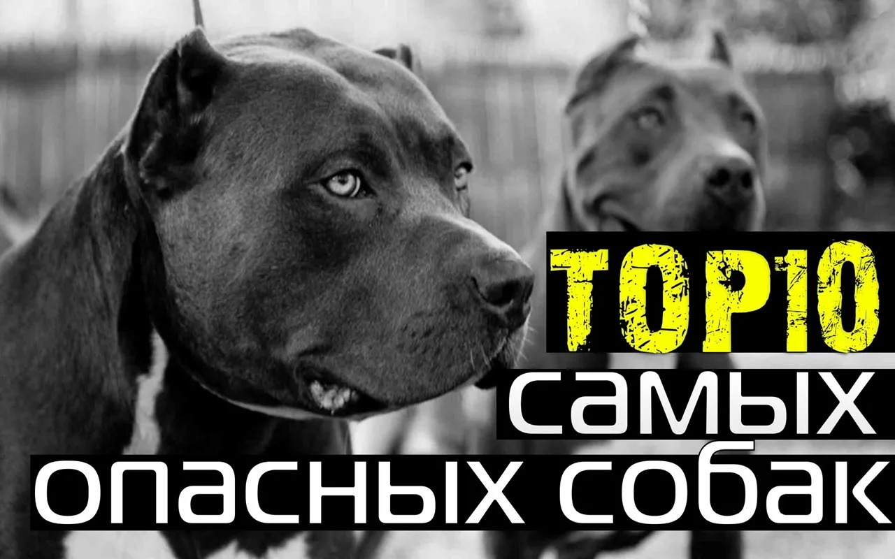 Топ 10 самых сильно. Опасные собаки. 10 Самых опасных собак. Самая опасная порода собак в мире.