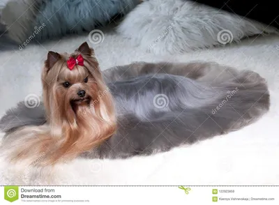 Маленький красивый йоркширский терьер собаки Стоковое Изображение -  изображение насчитывающей ð¿ð°ð»ñœñ‚o, ðºñ€ð°ñ ð¸ð²ðµð¹ñˆðµðµ: 122923859