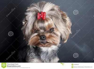 Маленький красивый йоркширский терьер собаки Стоковое Изображение -  изображение насчитывающей coð±ð°ðºð°, ñ ð¼ðµñˆð½o: 122926547