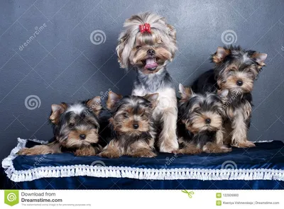 Маленький красивый йоркширский терьер собаки с щенятами Стоковое Фото -  изображение насчитывающей coð±ð°ðºð¸, ð½ðµð¼ð½oð³o: 122926960