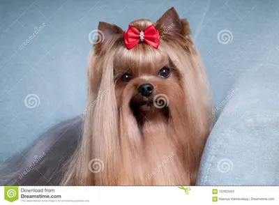 Маленький красивый йоркширский терьер собаки Стоковое Фото - изображение  насчитывающей довольно, бело: 122923452