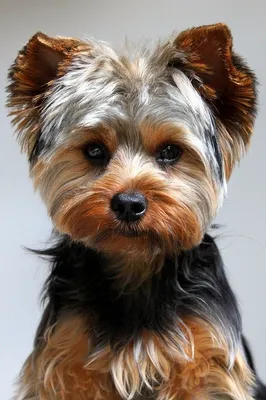 Порода собак йорки (38 лучших фото)