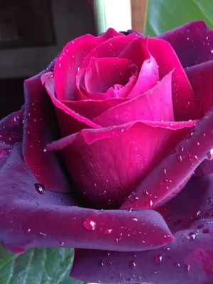 Очень красивые розы - 50 фото