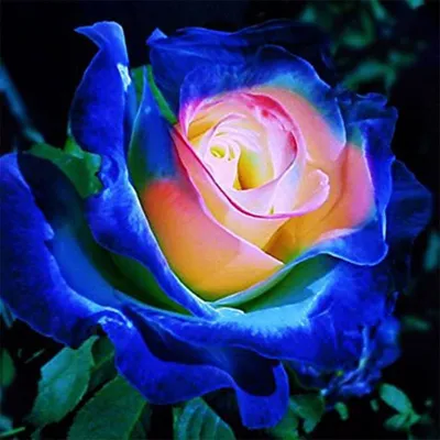 Розы красивые необычные - фото и картинки: 70 штук