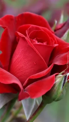 Самые красивые розы - 60 фото